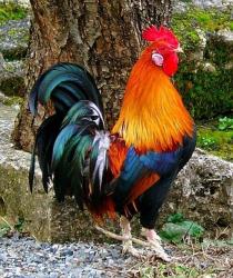 Coq