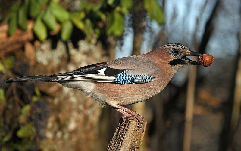 La Ghiandaja ornata delle penne di Pavone