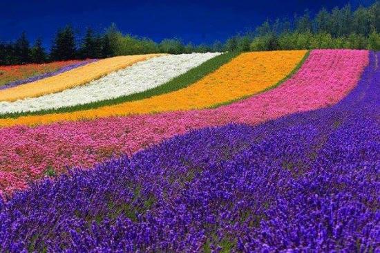 La ferme Tomita, Nakafurano, Hokkaido - Japon