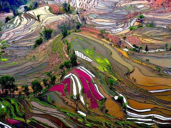 Rizières en terrasses, Yunnan - Chine