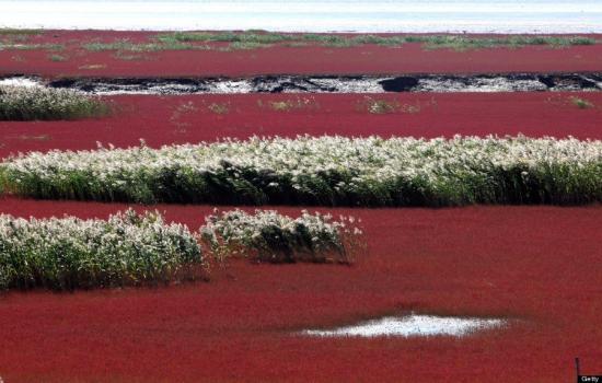 Plage rouge, Panjin - Chine