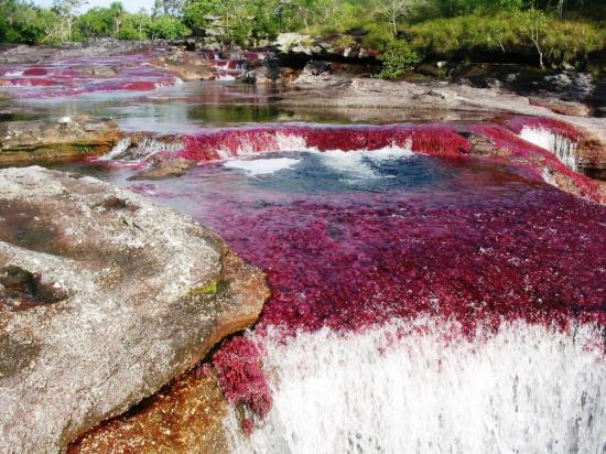 Rivière Cano Cristales, Mata - Colombie