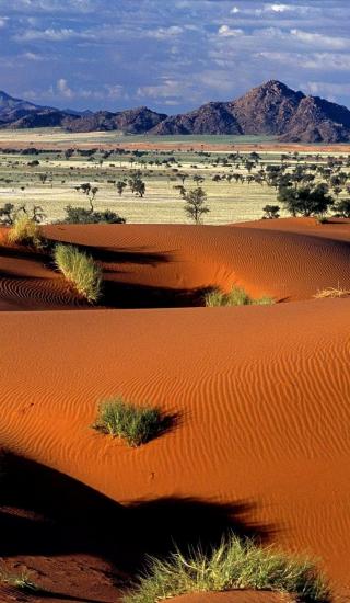 Tok Tokkie, désert du Namib - Namibie